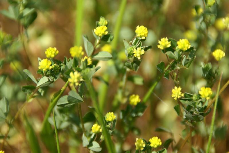 Unser Orchideenpark Bild Nr.052